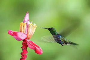 Gather: Green-crowned woodnymph (Thalurania fannyi) in flight