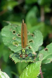 Calopteryx: Green Damselfly