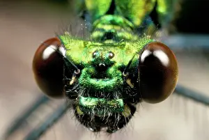 Calopteryx: Green Damselfly