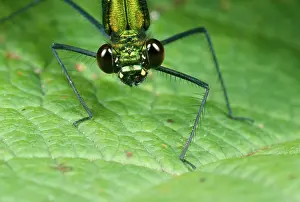 Calopteryx: Green Damselfly