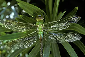 Darner: Green Darner (Anax junius) on yew plant