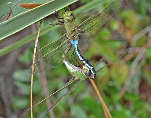 Dragonflies: Green Darner Dragonflies