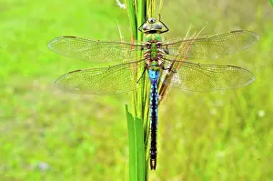 Pterygota: Green Darner Dragonfly