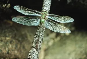 Bonnie Weisser: Green Darner DRAGONFLY