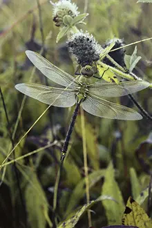 Odonata: Green Darner Dragonfly