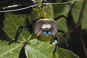 Compound: Green Darner (Dragonfly) Eyes