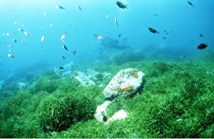 Algae: GREEN DEATH ALGAE - with scuba diver