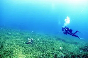 Algae: Green Death Marine ALGAE - and scuba diver