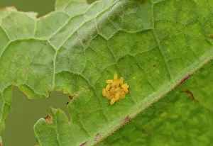 Lifecycles: Green Dock Beetle Eggs laid on dock leaf May Staffordshire