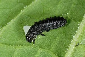 Viridula: Green dock beetle larvae