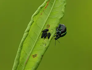 Lifecycles: Green Dock Beetle and Larvae pregnant female and