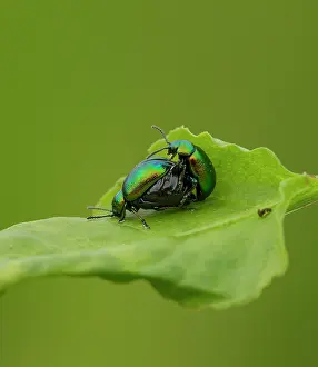 Lifecycles: Green Dock Beetles male and pregnant female mating