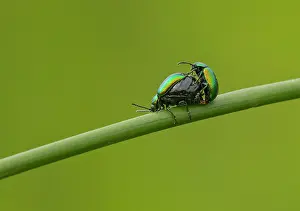 Lifecycles: Green Dock Beetles male and pregnant female mating