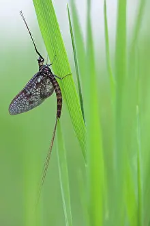Mayfly: Green Drake