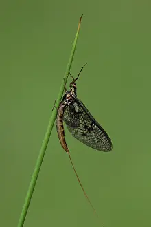Veins: Green Drake