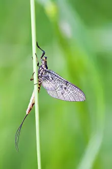 Ephemeroptera: Green Drake