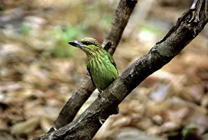 Barbet: Green-eared Barbet, Cambodia