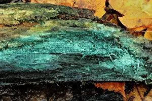 Trace: Green elfcup, Chaumontel, For t de Coye, Val-d'Oise