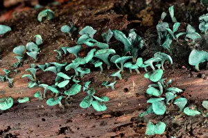 Tissue: Green elfcup, Chaumontel, For t de Coye, Val-d'Oise