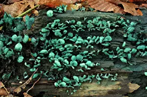 Tissue: Green elfcup, Chaumontel, For t de Coye, Val-d'Oise