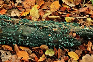 Tissue: Green elfcup, Chaumontel, For t de Coye, Val-d'Oise