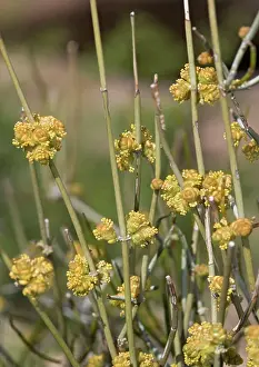 Joint: Green Ephedra / Mormon or Brigham Tea / Mountain