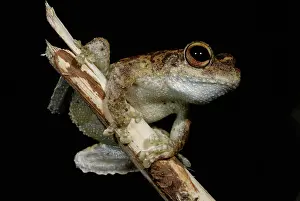 Jenny: Green-eyed Frog