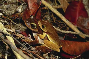 Litoria: Green-eyed Frogs