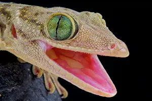 Aggressiveness: Green eyed gecko (Gekko smithii), Indonesia
