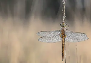 Aeshna: Green-eyed Hawker