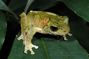 Litoria: Green-eyed Tree Frog