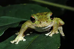 Litoria: Green-eyed Tree Frog