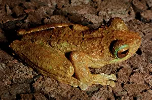 Genimaculata: Green-eyed tree frog - a rainforest inhabitant