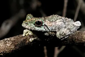 Genimaculata: Green-eyed Treefrog