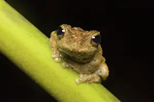 Litoria: Green-eyed treefrog