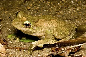 Litoria: Green-eyed treefrog