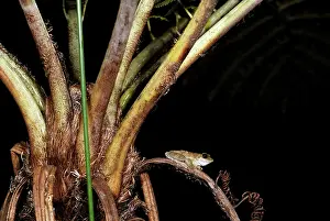 Genimaculata: Green-eyed Treefrog calling