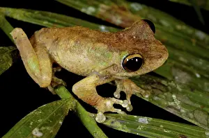 Litoria: Green-eyed Treefrog (Litoria genimaculata)