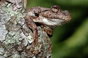Litoria: Green-eyed Treefrog (Litoria genimaculata)