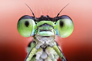 Zygoptera: Green eyes damselfly (Zygoptera), Luzzara, Reggio
