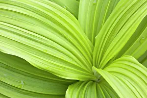 Liliidae: Green False Hellebore