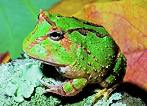 Voracious: Green Fantasy Frog/Pacman Frog