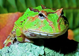 Voracious: Green Fantasy Frog/Pacman Frog