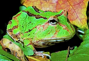 Voracious: Green Fantasy Frog/Pacman Frog