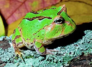 Voracious: Green Fantasy Frog/Pacman Frog