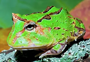 Voracious: Green Fantasy Frog/Pacman Frog