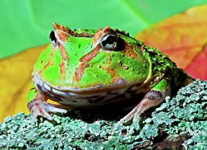 Voracious: Green Fantasy Frog/Pacman Frog