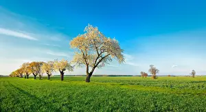 Burgenlandkreis: Green field, flowering Cherry trees (Prunus), blue