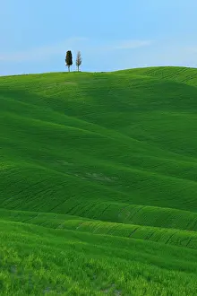 Roll: Green field in typical Tuscan landscape, rolling