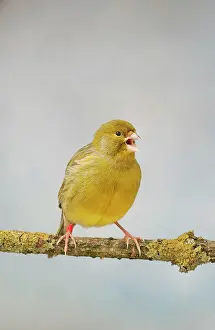 Brian Bevan: Green Fife Canary - front view singing, captive bred